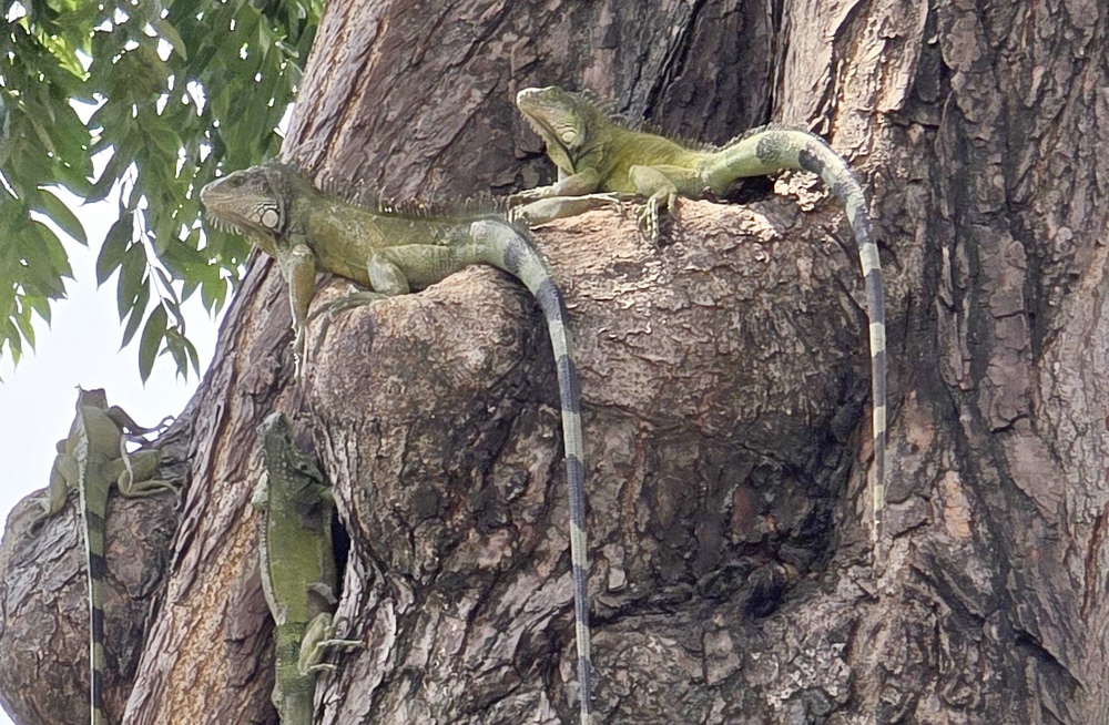 2026-03-28-D Guayaquil 20260328_110938_ji.jpg